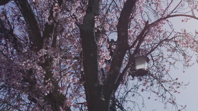 Bird on Empty Bird Feeder Swaying on Beautiful Sakura Cherry Blossom Tree in Wind, Third Angle