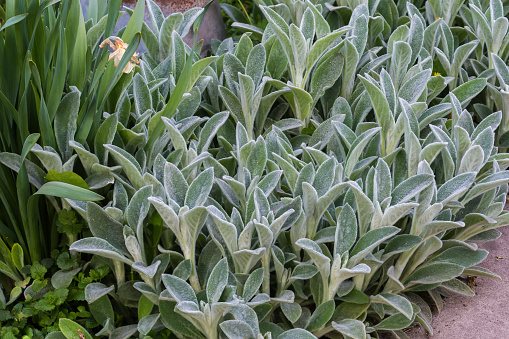 Bushes of the Stachys byzantina, also known as lamb's-ears with leaves covered with silver-white silky hairs in spring overcast morning
