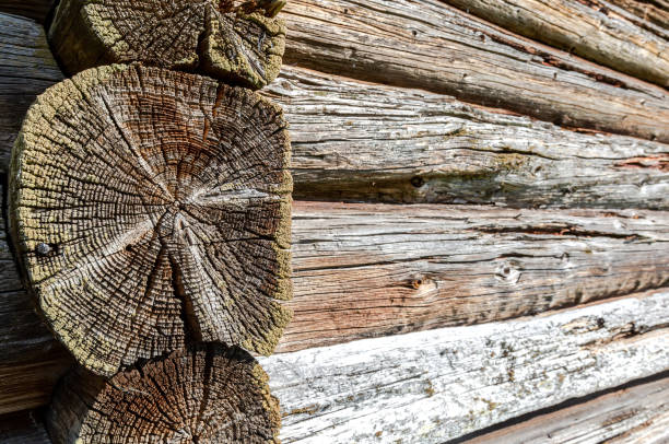 Old timber balk. Wall log..