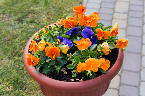 Two species of blooming ornamental violet with flowers of orange and blue colors in decorative plastic park vase on a blurred background of lawn and paved sidewalk