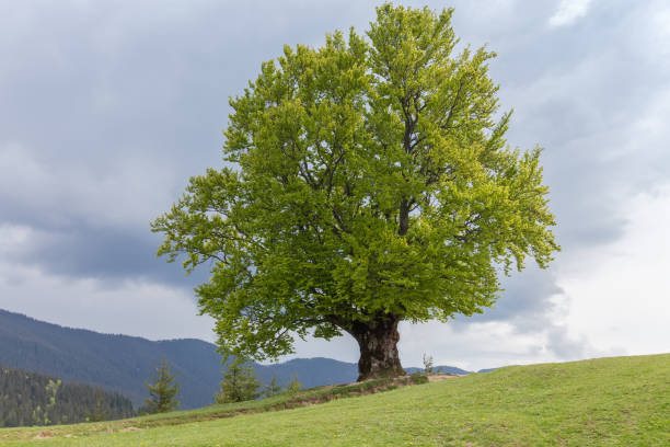 istock Single old beech on mountain meadow against the cloudy sky 2121987075