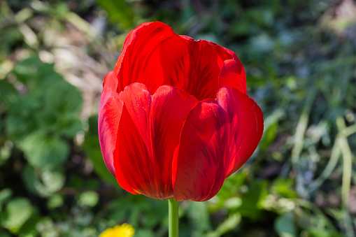 Standing out concept - single red tulip growing out of the pink tulip field.