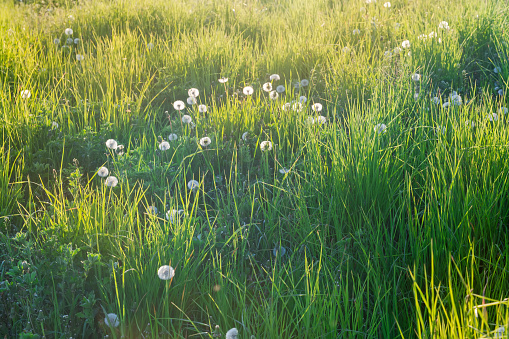 dandelion blowing with a blue sky