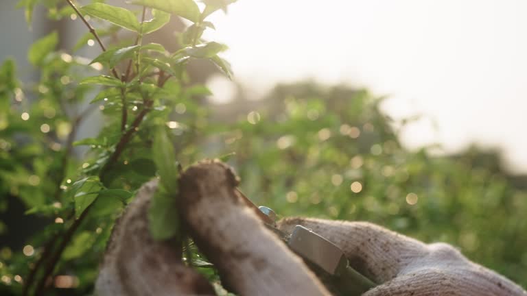 Asian woman pruning the plants.