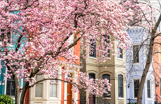 A magnolia tree abundant with pink flowers, in front of a street of traditional townhouses in Washington DC's famous Capitol Hill. Photographed in March.