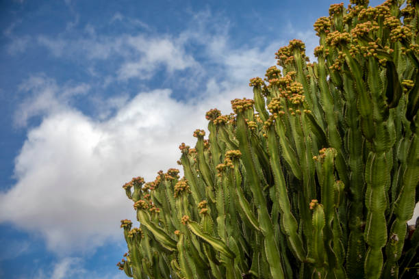 istock Intense green elongated cactus with fruits at its ends 2122041149