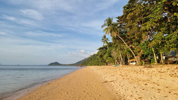 istock A tranquil scene of a sandy beach stretching along the ocean, lined with tall swaying palm trees under a clear blue sky 2122071945