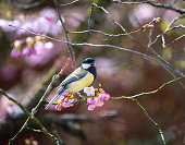 Great tit bird in a pink flowering cherry tree