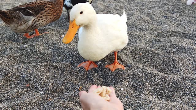 Group of Several Ducks, Feeding from palm of Woman's hand. With Each Duck Approaching One by One, They Display a Harmonious Interaction with Woman, Showcasing Trust and Familiarity in Serene Setting.
