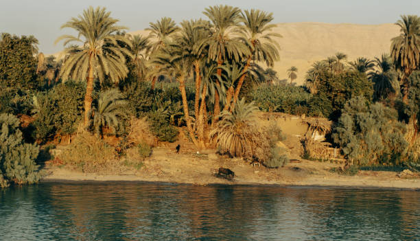 Green field on the nile