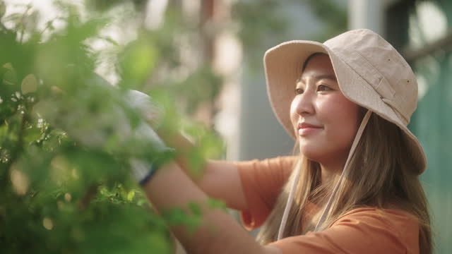 Asian woman pruning the plants.