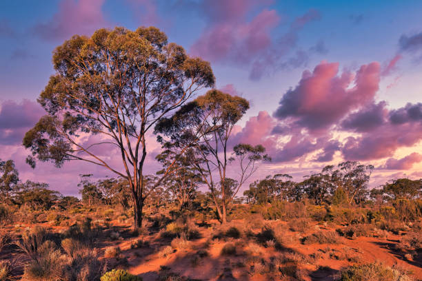 istock Sunset in the Australian outback, with red earth and tall eucalyptus trees 2122113300