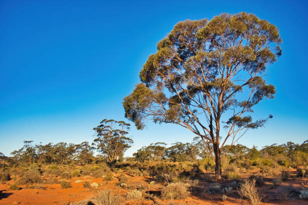 istock Typical Australian outback landscape, with red earth, desert plants and eucalyptus trees. 2122113310