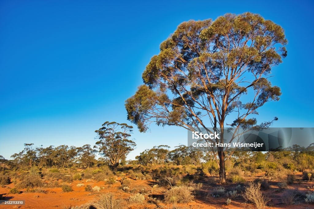 Large Tree Outback Typical Australian Outback Landscape With Red Earth Desert Plants And ...