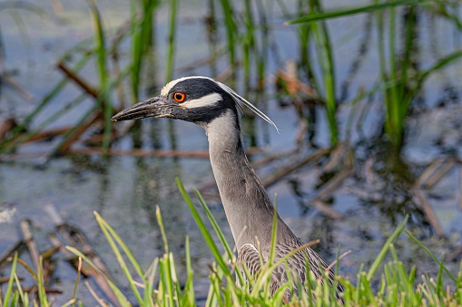A Yellow-headed heron gazes to the right in grassy setting