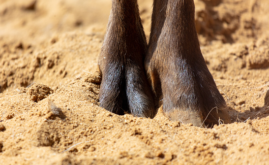 Close-up of an animal's hooves on sandy ground.