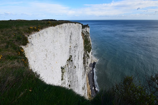 Edge of white cliffs of Dover, Kent, UK with grass and wildflowers