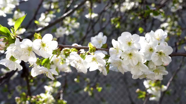 white cherry blossoms, spring, close-up.