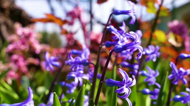 Fresh early spring purple and pink hyacinth bulbs , gladiolus and hyacinth