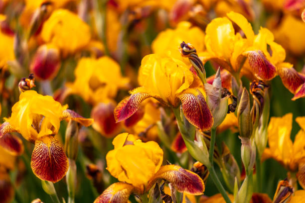 Yellow iris flowers in nature.