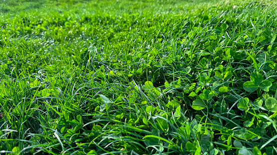 Background natural fresh green grass and clover leaves close up. Luminous dewy lawn, spring freshness, nature detail with morning light concept for design and print. High quality photo