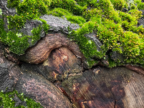 Moss covered tree bark close up with vibrant green textures. Nature background. Natures detail, forest floor life and woodland ecosystem concept for design and print. High quality photo