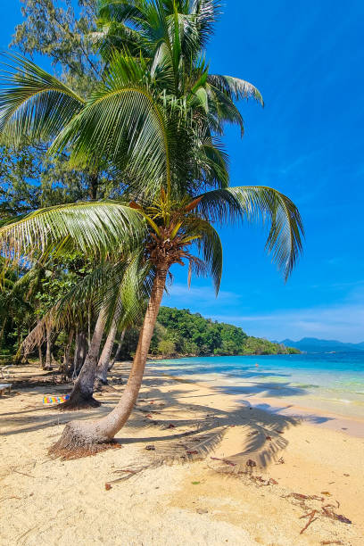 istock A lone palm tree stands tall on a pristine beach, overlooking crystal clear blue waters under the bright sun 2122146226