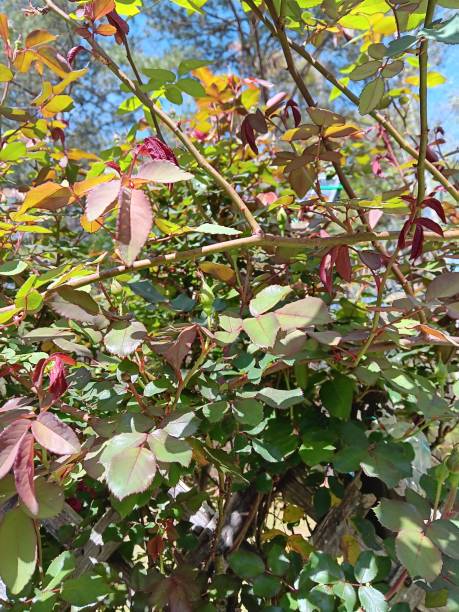 istock Red rose bush getting ready to bloom all greenery 2122147806