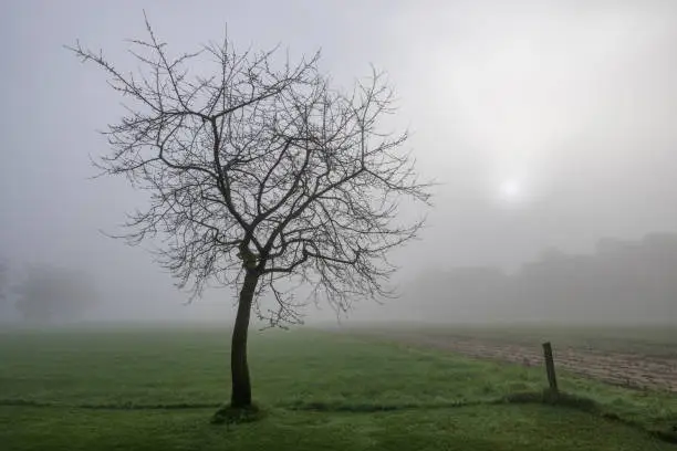 Cherry tree in the mist with a rising sun in the east of the Netherlands