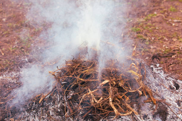 Burning dry branches in the forest, close-up, macro