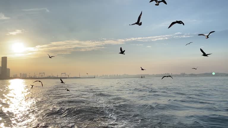 Sunset view with seagulls