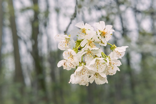 apple blossoms in the forest against a dark background