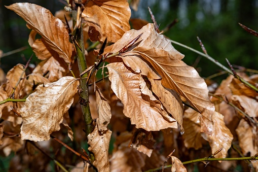 withered leaves on a branch in the sun