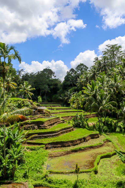 istock impressions of Bali, Indonesia 2122208563