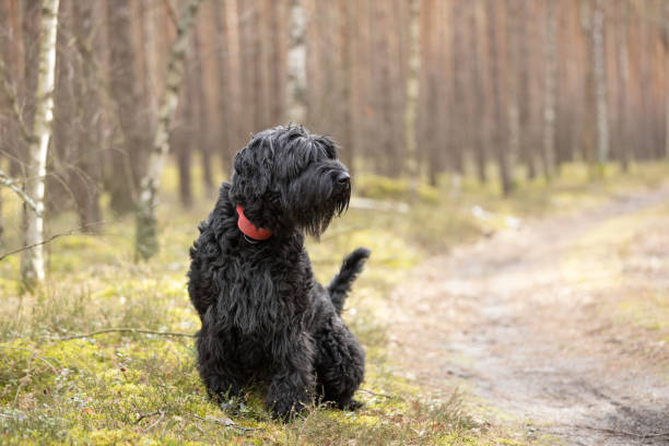 istock Black Giant Schnauzer dog sitting on forest moss 2122234293
