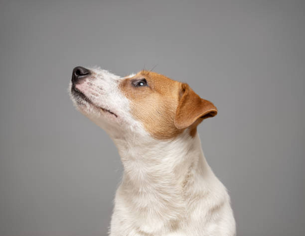 istock Young Jack Russell Terrier Dog portrait on grey background 2122237095