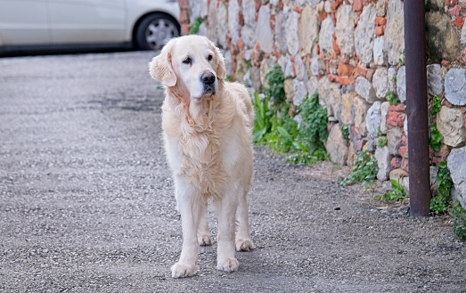 Beautiful male Golden Retriever in Italy with Expressive Face