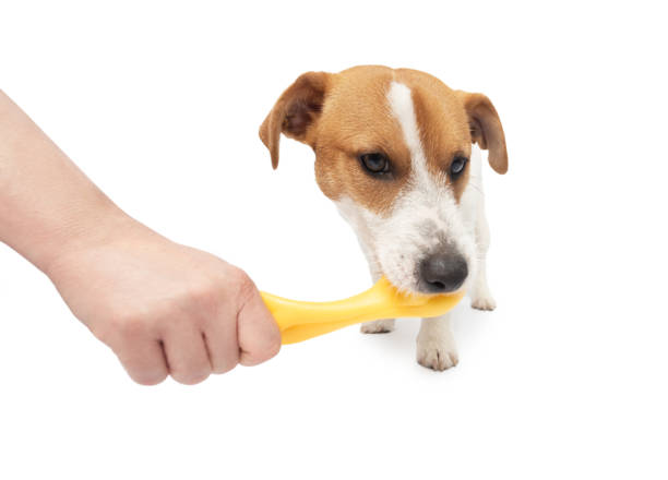 A sweet dog eats a treat. At home