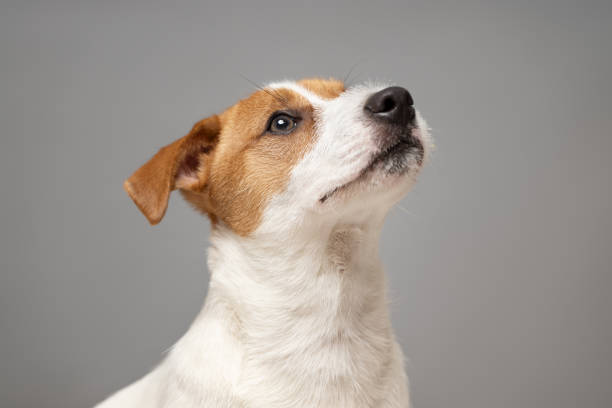 istock Young Jack Russell Terrier Dog portrait on grey background 2122240683