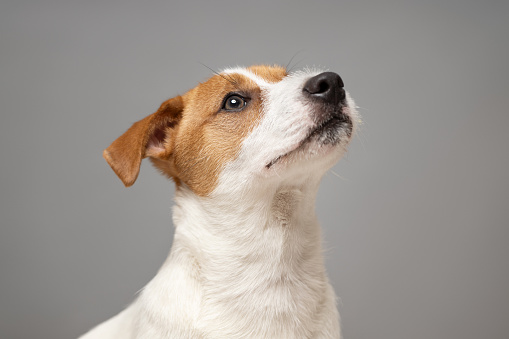 Young Jack Russell Terrier Dog portrait on grey background. This file is cleaned and retouched.