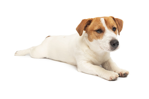 cute but exhausted little boxer lying down, looking at the camera on a white background