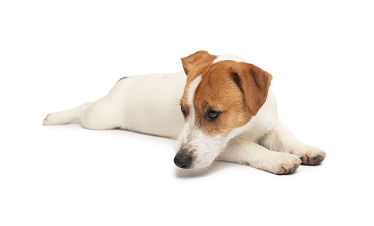 Young Jack Russell Terrier Dog lying on white background. This file is cleaned and retouched.
