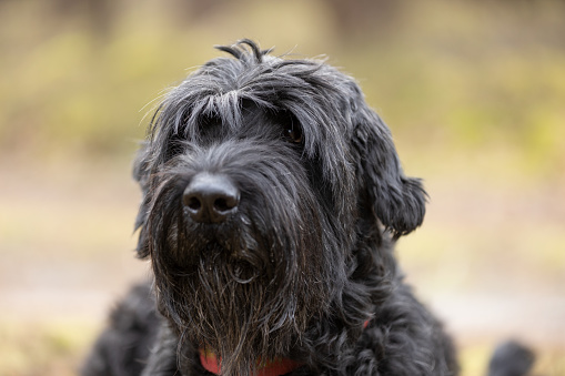 Black Giant Schnauzer dog outdoor portrait. This file is cleaned and retouched.