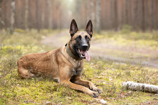 Belgian Shepherd Malinois dog lying on forest moss. This file is cleaned and retouched.
