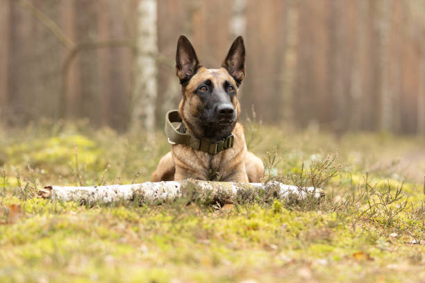 istock Belgian Shepherd Malinois dog playing with a stick 2122245851