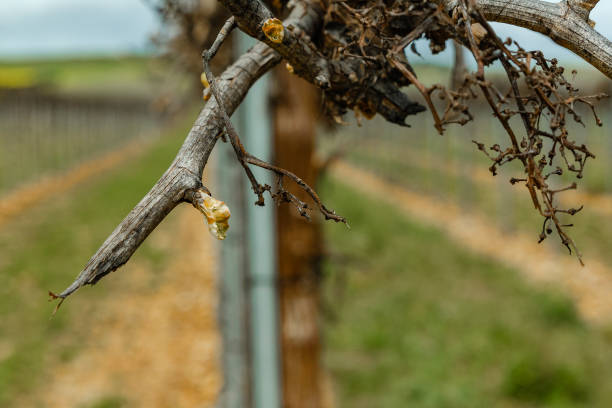 istock Cultivation of a vineyard, responsible and efficient planting with drip irrigation 2122250559