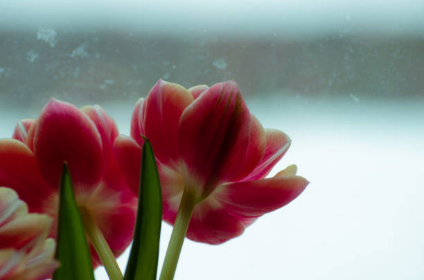 The red tulip is a beautiful spring flower that is the symbol of Holland and the national flower of Afghanistan.