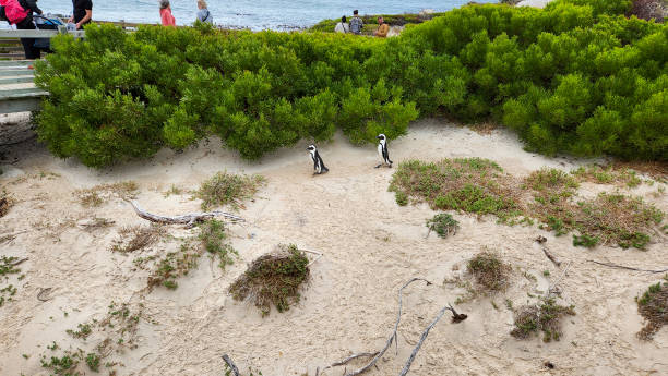 istock African penguins in boulders beach 2122255254