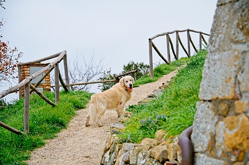 Beautiful male Golden Retriever in Italy with Expressive Face