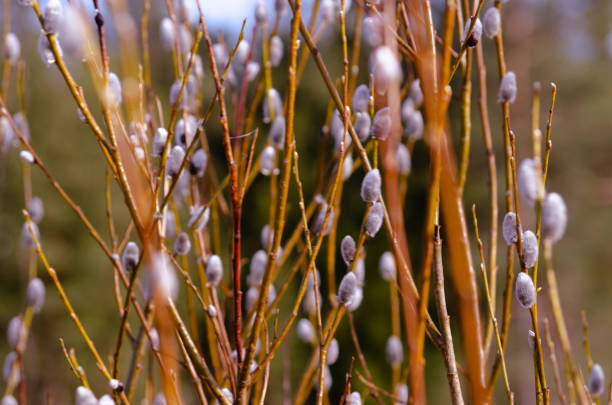 The branches of the willow